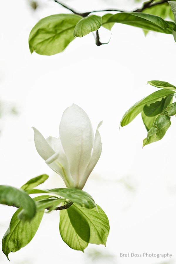 WEB Magnolia at Arboretum CT 1k © Bret Doss 2013 01