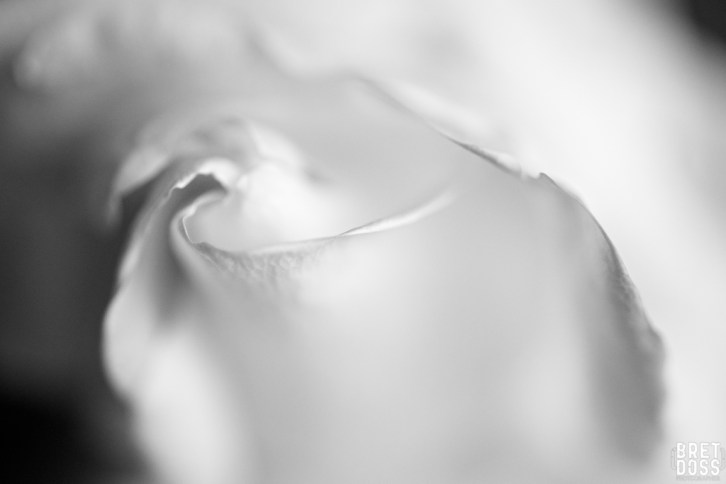 Faltering Roses New Years Day © Bret Doss 2015 11