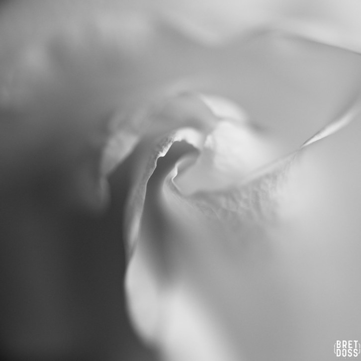 Faltering Roses New Years Day © Bret Doss 2015 2