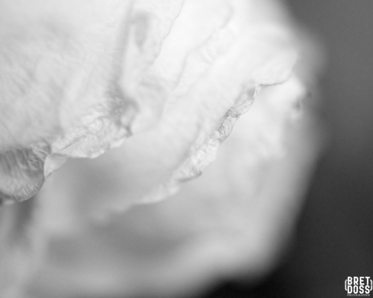 Faltering Roses New Years Day © Bret Doss 2015 5