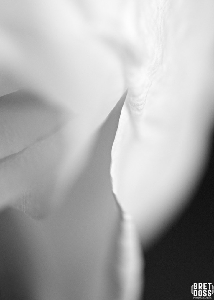 Faltering Roses New Years Day © Bret Doss 2015 8