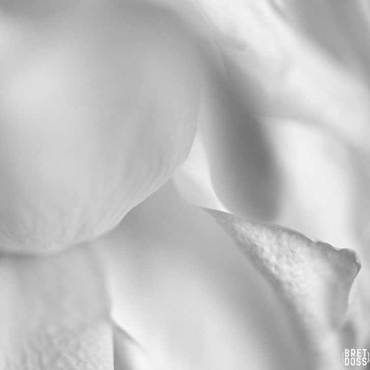 Faltering Roses New Years Day © Bret Doss 2015 9