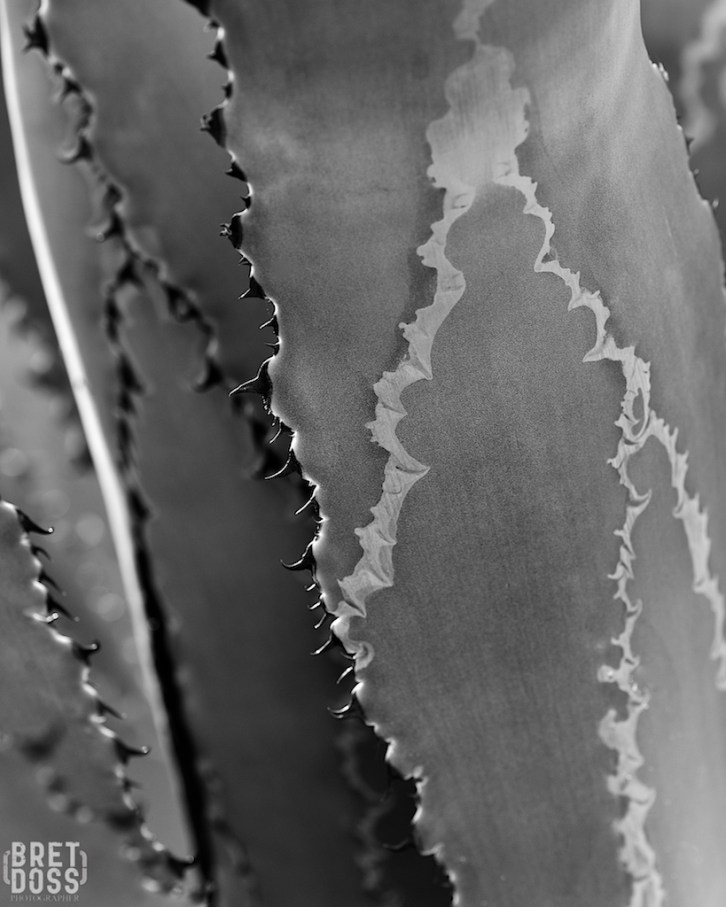 Botanical Garden Arizona ©Bret Doss 2015 2