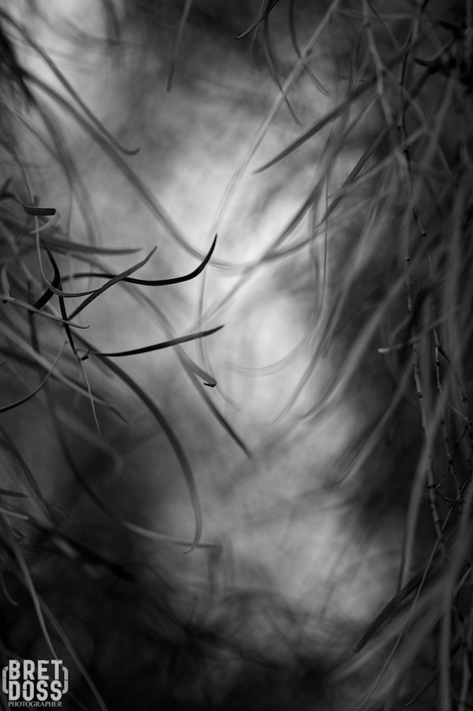 Botanical Garden Arizona ©Bret Doss 2015 22