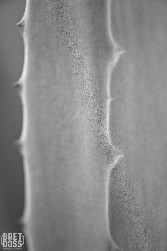 Botanical Garden Arizona ©Bret Doss 2015 8