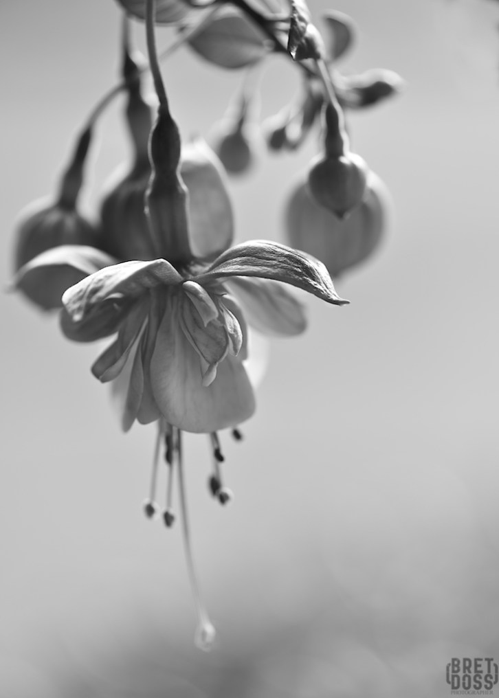 Fuscia plant © Bret Doss 2015 001