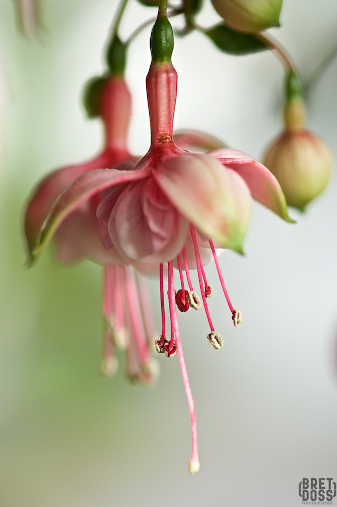 Fuscia plant © Bret Doss 2015 005
