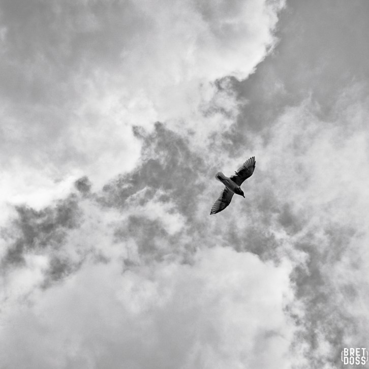Clouds & Gulls © Bret Doss 2015 004