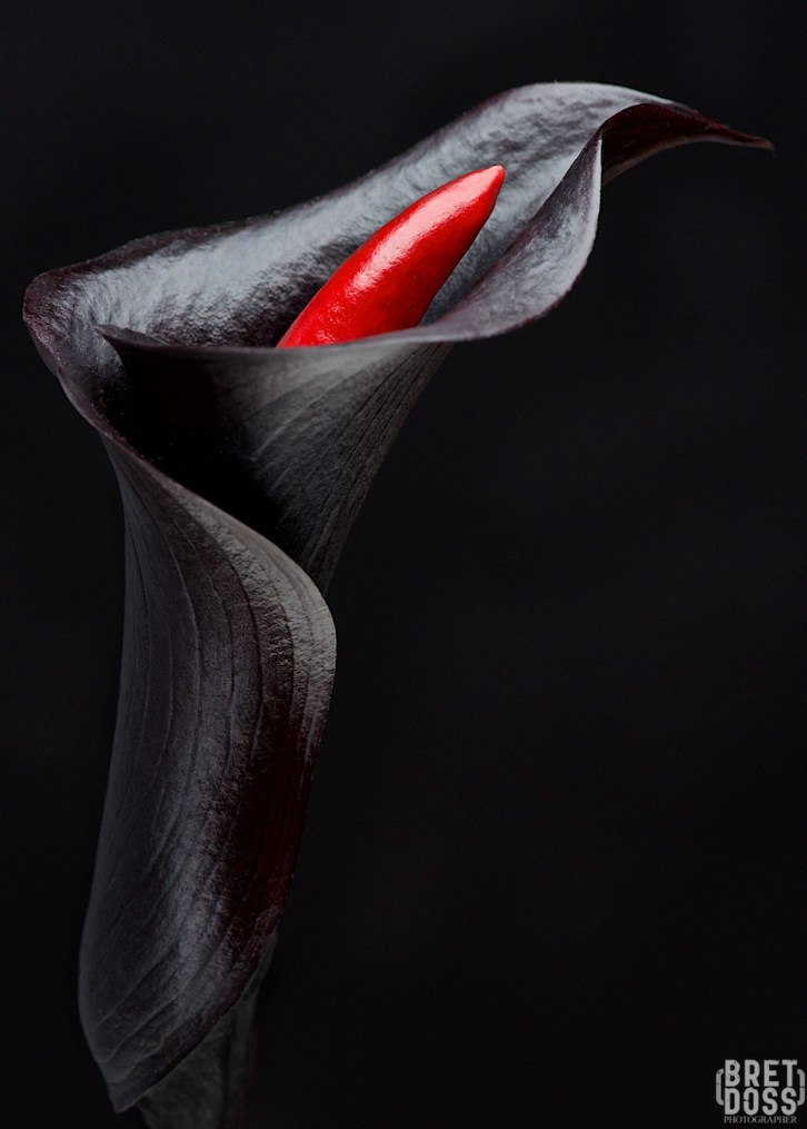 image © Bret Doss, All Rights Reserved