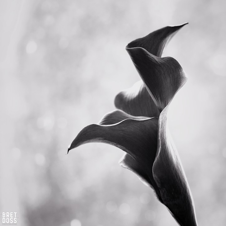 May Calla Number 1 bw © Bret Doss 2016 03