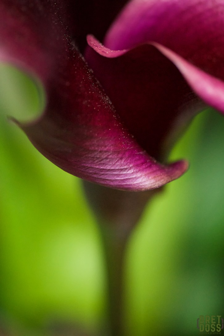 image © Bret Doss, All Rights Reserved