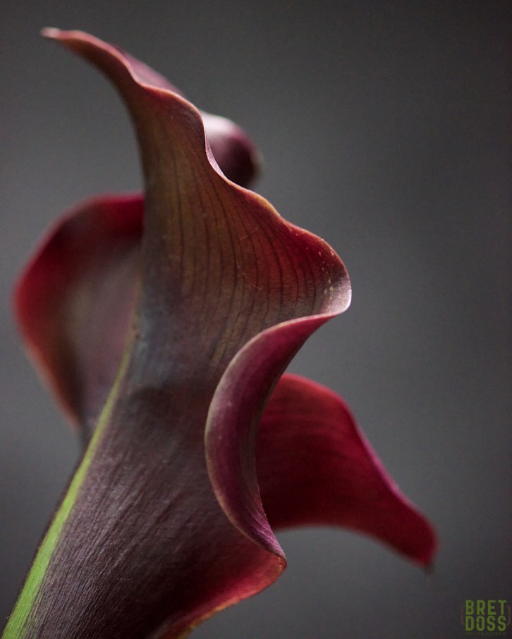 May Calla Number 1 © Bret Doss 2016 10