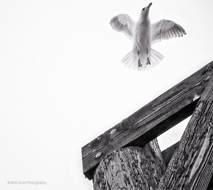 image © Bret Doss All Rights Reserved