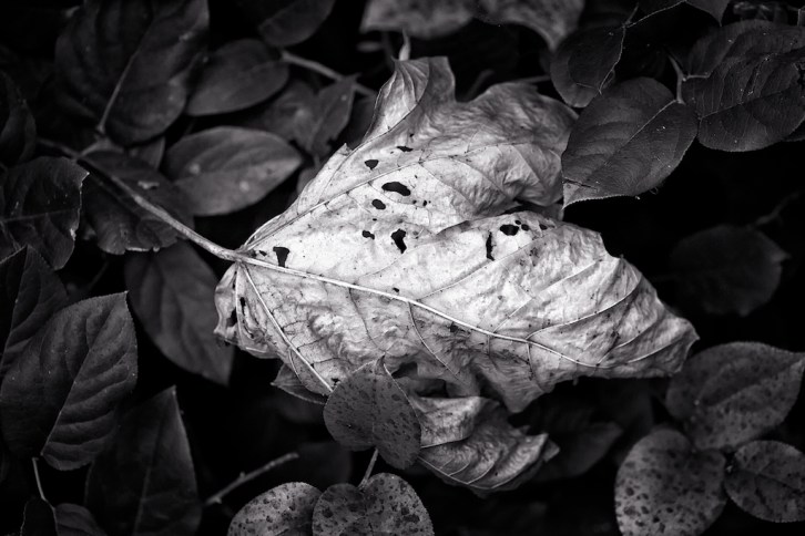 image © Bret Doss All Rights Reserved