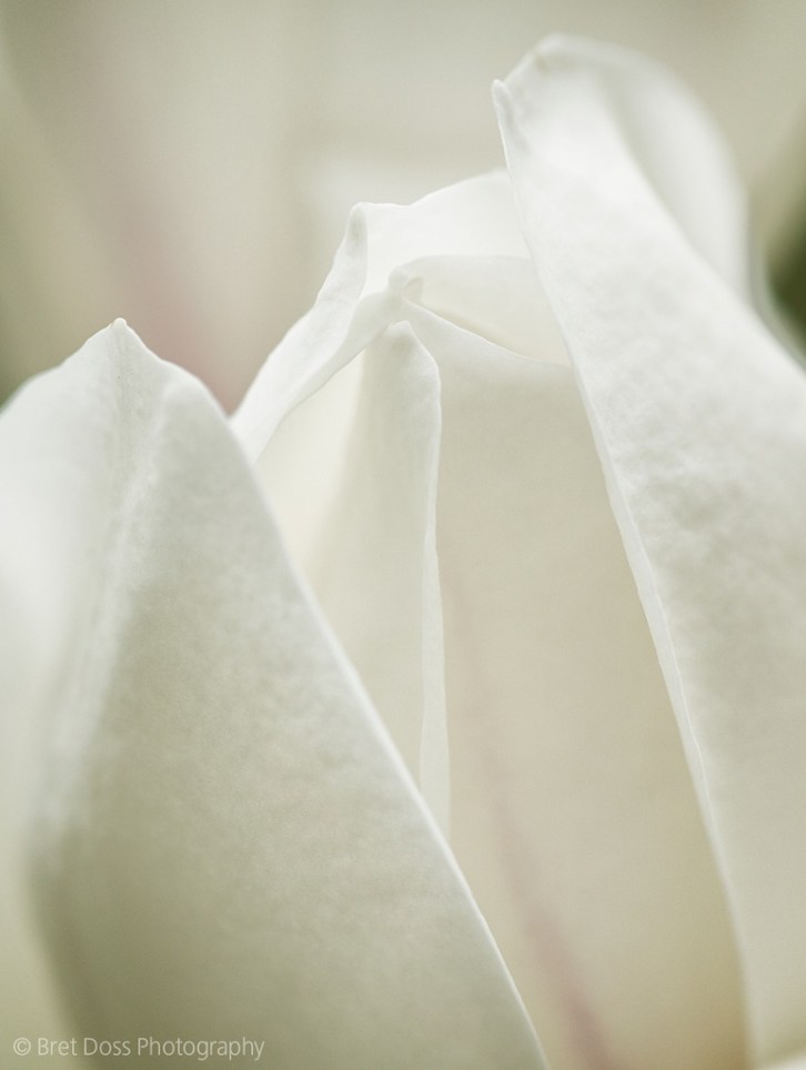 webct-1k-magnolia-at-arboretum-bret-doss-2013-04