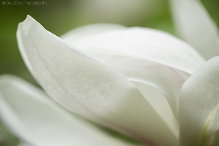 webct-1k-magnolia-at-arboretum-bret-doss-2013-06